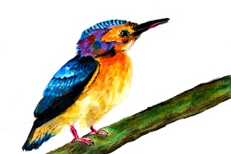 Bird Painting for the Watercolorist